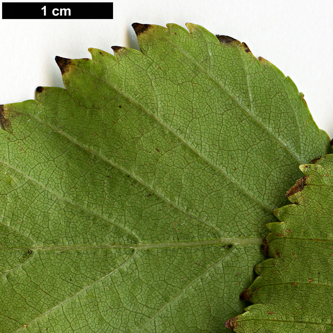 High resolution image: Family: Betulaceae - Genus: Betula - Taxon: ermanii - SpeciesSub: var. ermanii